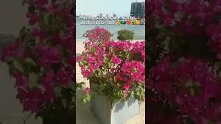 Walking on the bridge 🌉 of Arab Sea 🌊🇸🇦❤️ #trendingshorts #shortsfeed #viral #foryou #new #arabsea