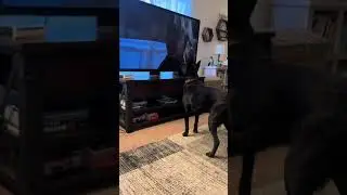 Dog tries to protect | #dogs #dogsoftiktok #share #jurassicpark