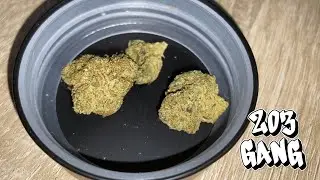 ZOIKS 22/1 SR Space Rider | 1J1Strain - Pole_203