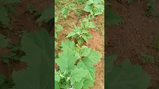 weekend farming 5 layer #organicfarming #weekendfarming #prakruti vyavasayam #Edaswikhvyavasayam