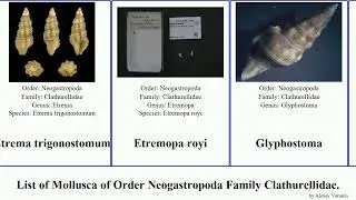 List of Mollusca of Order Neogastropoda Family Clathurellidae. glyphostoma etrema turrella candida