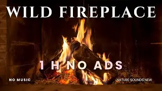 [1 H] Nature Sounds New Wild Fireplace No Music Fire Cracking Ambience Relaxing Meditation Chill