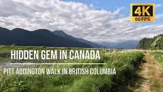 Peaceful Walk in Pitt Addington Marsh | 4K Nature Walk in BC, Canada #travel #hiking #nature #walk