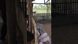 Feedpro/ odorless pen/ babuyang walang amoy/ antibiotic free