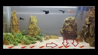 Gambas y peces Guppy///¡¡¡ Mi experiencia al mantenerlos juntos!!!