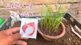 How to grow onion at home || Piyaz ugane ka asaan tarika.