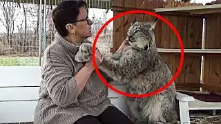 The Reaction Of This Canadian Lynx When A Trainer Goes To Pet Him