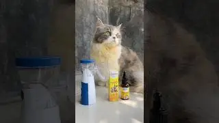 Kucing lucu lagi flu diobati pake obat uap #kucinglucu #kucingimut #kucing #kucingflu #obatflukucing