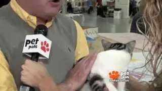 The Most Exotic Cat Breeds You'll Ever See