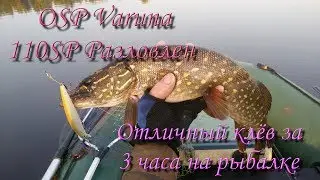 Ловля щуки в Августе .OSP Varuna 110sp разловлен и не плохо