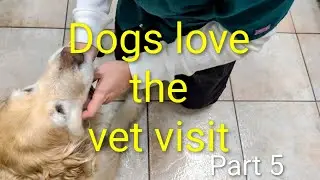 Dogs go to the vet. Part 5. Everything about blood tests.