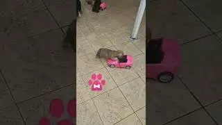 cachorro brincando#shorts