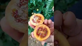 sudahkah kamu tahu cara makan terong belanda@laskartaru #tanaman #alam #buah #buahbuahan #alami