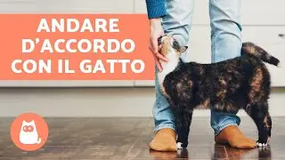 10 TRUCCHI per andare d'accordo con il GATTO in casa