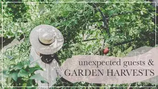 The end of summer NO DIG & BALCONY GARDEN HARVESTS | unexpected guests in gardens
