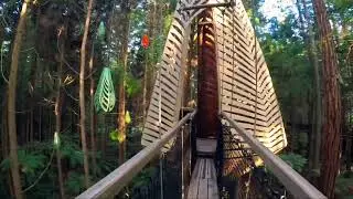 Redwood Tree Top
