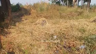 teetar ka shikar teetar Hunting - latest teetar Hunting video | teetar ki awaaz