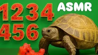 ASMR Eating | Turtle Tortoise Eats 1 to 6 Watermelon 🍉
