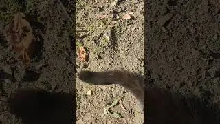 ねこのしっぽ