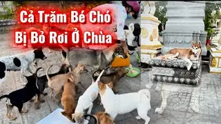 Tập 298 : Cả trăm bé chó bị bỏ rơi ở Chùa và vấn đề nan giải là số lượng tăng lên rất nhanh vì ..