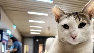 🇹🇷The Cutest Cat in Train Station  ! 😻 ❤️🐈 izmir,Turkey | 4K 🇹🇷