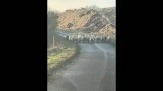 Scottish traffic jam🤣#scotland #travel #fyp#shorts#nature#sheep #traffic #explore#farming#country