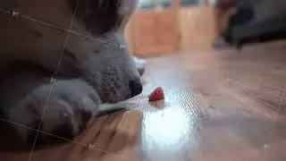 Macro Of A Blue-Eyed Dog Eating A Small Piece Of Food. close up