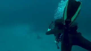 Unbelievable Reef Diving at Protea Banks