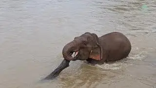 Elephant Friends in the River of Life - ElephantNews