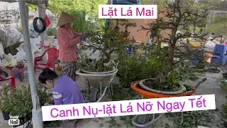 Lặt lá mai vàng,,canh nụ,nụ đen-nu xanh 