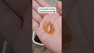 como plantar tomate da pr&oacute;pria tomate 🍅#tomate #dicas #plantas #plants