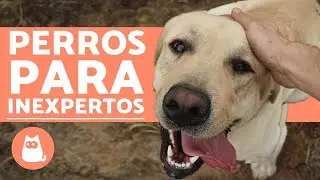 5 RAZAS DE PERROS para PRINCIPIANTES ✅ (&iexcl;La &Uacute;ltima es la mejor!)