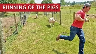 Running of the Pigs