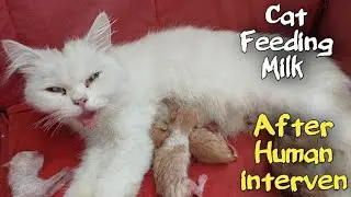 Mother Cat Feeding Her 4 Newborn Kittens Forcibly After Human intervention