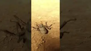 Desert Scarab #nature #shorts