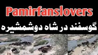 گوسفند در شاه دوشمشیره #pamirfanslovers, #pamir, #fans, #lovers, #sheep, #kabul, #shahdoshamshira,