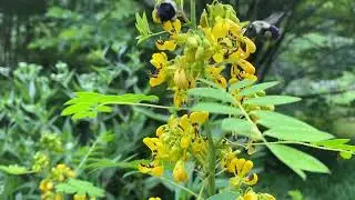 The Senna and the Bumblebees