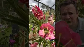 Top Vanda Orchid Care Tips Revealed