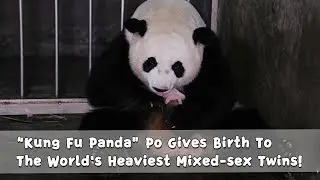 &ldquo;Kung Fu Panda&rdquo;Po Gives Birth To The World's Heaviest Mixed-sex Twins!｜iPanda