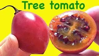 What does it taste like? How to eat tree tomato | Tomate de &aacute;rbol | Tomate serrano | Tamarillo