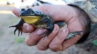 The WORLD'S LARGEST Frog Leg FESTIVAL | Fellsmere, Florida