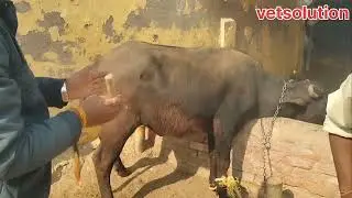 भैंसो में तेज बुखार कारण वह ईलाज। High fever in buffalo reason and there treatment.