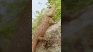 dragon 🐉 view 🤩 color 👌 close view lizard on garden cute new million 💯💯🔥🔥views