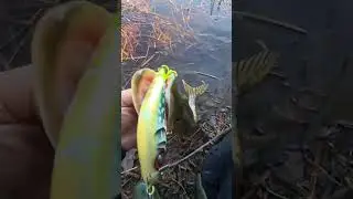 NortheastFourBrothersOutdoorFishing....42 minutes ago#The joy of catching fish