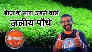 LOW Tech Panted Fish Tank HINDI || Dry start method for carpet aquarium plants
