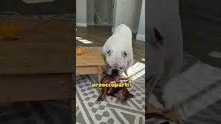 Ha ingannato suo fratello per rubargli il succo!