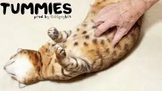 TUMMIES | Prod. by @ThatGuyBT4