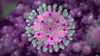 Influenza Evolution