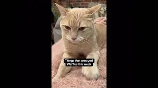 Things that annoyed Waffles this week compilation - Part 1