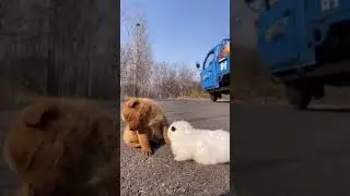 Chien Mignon Et Lapin 😍😍 #Shorts #Chien #Animaux